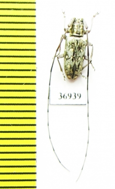 Cerambycidae sp.  South Africa Rep. - INSECTS-STORE.RU