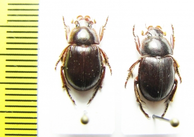 Phaeochrous sp.  Indonesia, Papua - INSECTS-STORE.RU