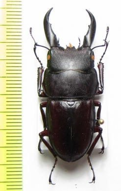 Dorcus saiga ceramensis  Indonesia, Ceram isl.  43mm - INSECTS-STORE.RU