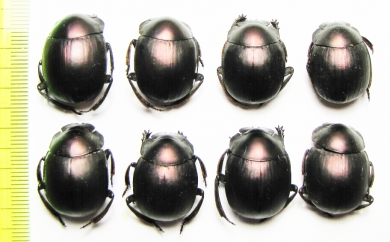 Anachalcos sp.  South Africa Rep. - INSECTS-STORE.RU