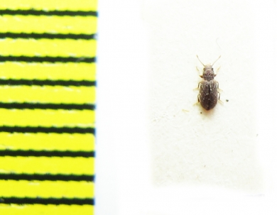 Mycetophagidae, Berginus tamarisci  Italy - INSECTS-STORE.RU