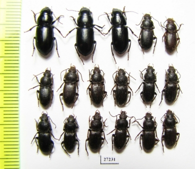 Carabidae sp.  Tajikistan - INSECTS-STORE.RU