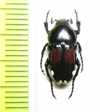 Pygora rufoplagiata  Madagascar - INSECTS-STORE.RU