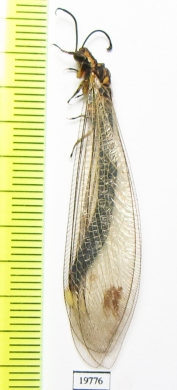 Myrmeleontidae sp.  Kazakhstan - INSECTS-STORE.RU