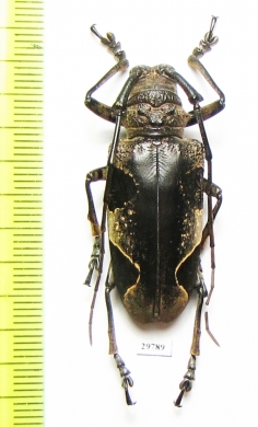 Parepicedia fimbriata  Malaysia - INSECTS-STORE.RU