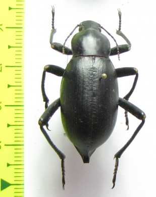 Blaps sp.  India, Rajastan - INSECTS-STORE.RU