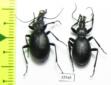 Cychrus caraboides  Belorussia - INSECTS-STORE.RU