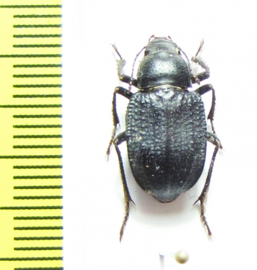 Diesia sexdentata termesiana  Uzbekistan - INSECTS-STORE.RU