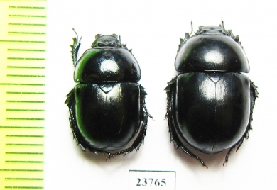 Trypocopris ? vernalis appeninicus  Italy - INSECTS-STORE.RU