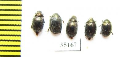 Morychus aeneus  Russia, Tver reg. - INSECTS-STORE.RU