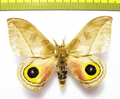 Saturniidae sp.  Ecuador - INSECTS-STORE.RU