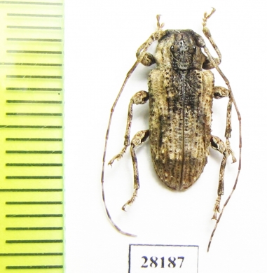 Dufauxia guaicurana  Peru - INSECTS-STORE.RU