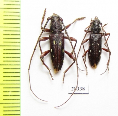Cerambycidae sp., pair  Paraguay - INSECTS-STORE.RU