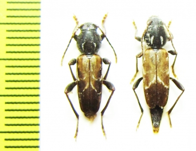 Xylotrechus hircus, pair  Russia, Far East - INSECTS-STORE.RU