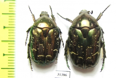 Protaetia cuprina  Russia, Volgograd reg. - INSECTS-STORE.RU