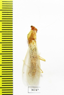 Mantodea sp.  Thailand - INSECTS-STORE.RU