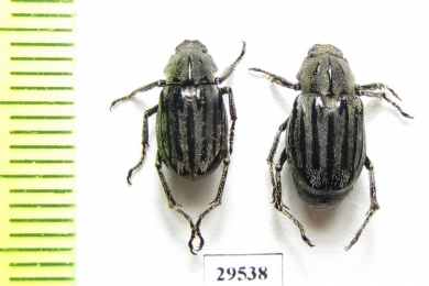 Melolonthinae sp.  Panama - INSECTS-STORE.RU