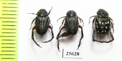 Hopliini sp.  South Africa Rep. - INSECTS-STORE.RU