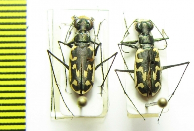 Cicindelinae sp., pair  Panama - INSECTS-STORE.RU