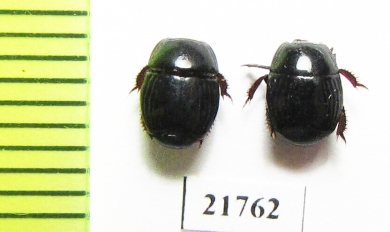 Hister fossor  Namibia - INSECTS-STORE.RU