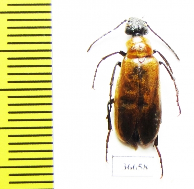 Meloidae sp.  Greece - INSECTS-STORE.RU