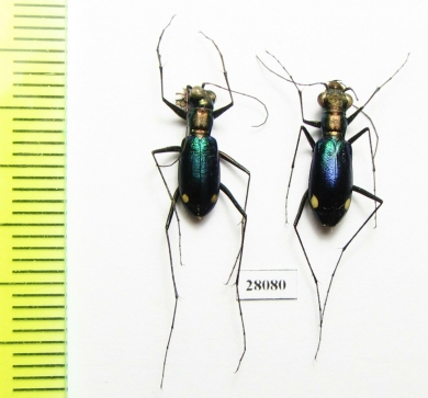 Cylindera lautissima, pair  China, Sichuan prov. - INSECTS-STORE.RU