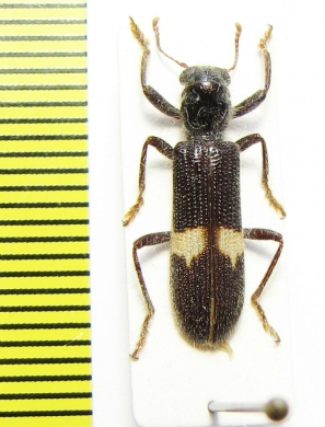 Cleridae sp.  Namibia - INSECTS-STORE.RU