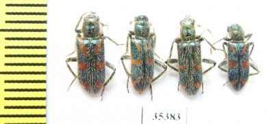 Trichodes sp.  Uzbekistan - INSECTS-STORE.RU