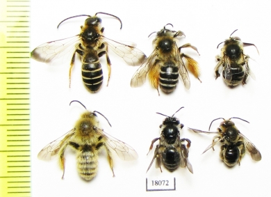 Hymenoptera sp.  Russia, Tver reg. - INSECTS-STORE.RU