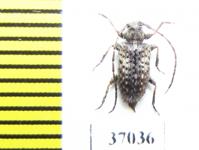 Cerambycidae sp.  South Africa Rep. - INSECTS-STORE.RU