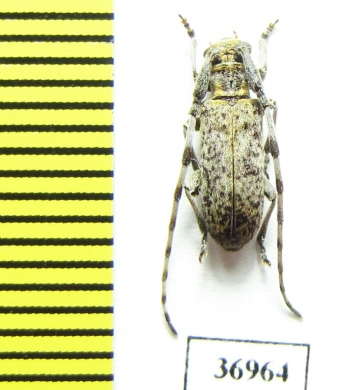 Cerambycidae sp.  South Africa Rep. - INSECTS-STORE.RU