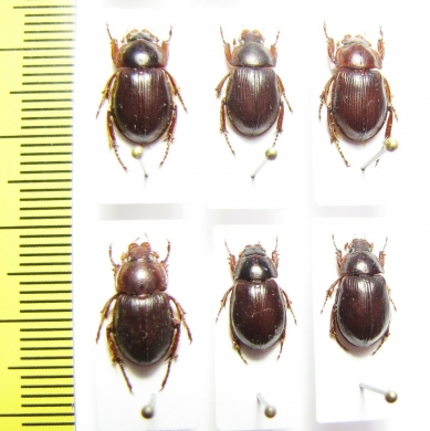 Phaeochrous sp.  Indonesia, Papua - INSECTS-STORE.RU