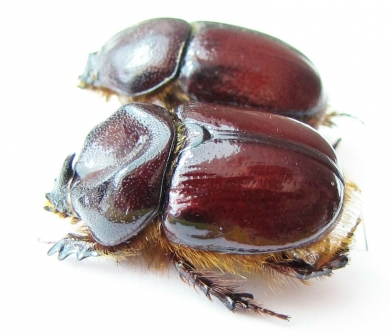 Novapus obscurus, pair  Australia - INSECTS-STORE.RU