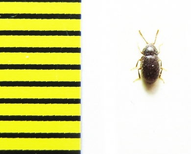 Mycetophagidae, Esarcus abeillei  Italy - INSECTS-STORE.RU