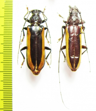 Cerambycidae sp., pair  Peru - INSECTS-STORE.RU