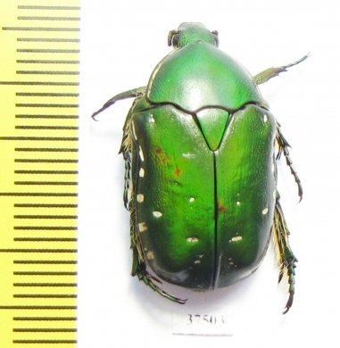 Rhabdotis aulica  South Africa Rep. - INSECTS-STORE.RU