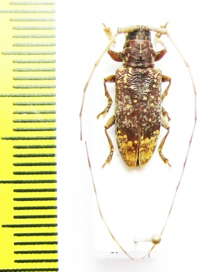 Myagrus vinosus  Malaysia, Borneo - INSECTS-STORE.RU