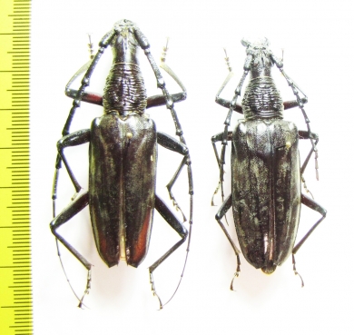 Hoplocerambyx sp., pair  Indonesia, Papua - INSECTS-STORE.RU