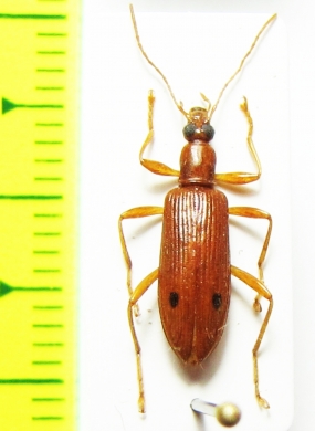 Tenebrionidae sp.  Malaysia, Borneo - INSECTS-STORE.RU