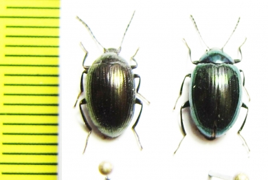 Amarygmus sp.  Malaysia, Borneo - INSECTS-STORE.RU