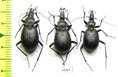 Cychrus caraboides  Russia, Kaluga reg. - INSECTS-STORE.RU