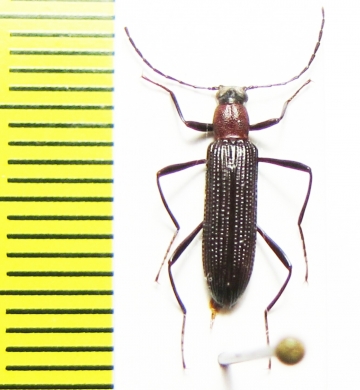 Tenebrionidae sp.  China, Jiangxi prov. - INSECTS-STORE.RU