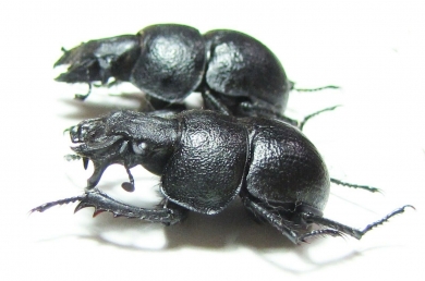 Lethrus scoparius, pair  Kazakhstan - INSECTS-STORE.RU