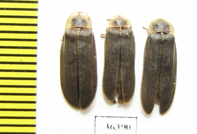 Lampyris noctiluca  Russia, Tver reg. - INSECTS-STORE.RU