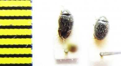 Simplocaria semistriata  Belorussia - INSECTS-STORE.RU