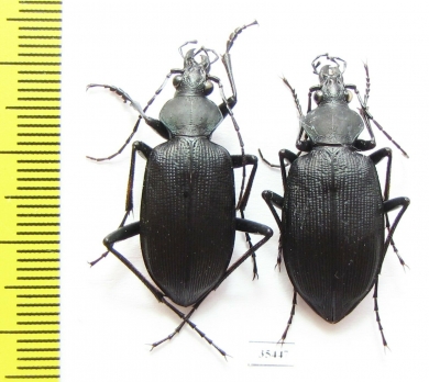 Calosoma angulatum, pair  Mexico - INSECTS-STORE.RU