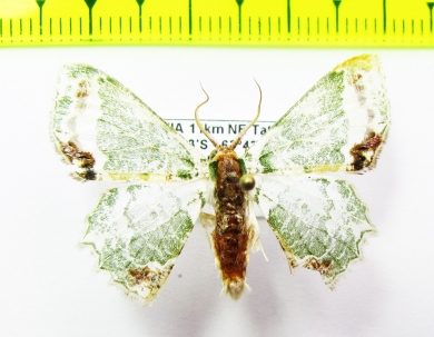 Geometridae sp.  Bolivia - INSECTS-STORE.RU