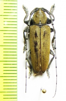 Esthlogena bella  Peru - INSECTS-STORE.RU