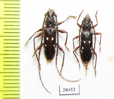 Cerambycidae sp., pair  Paraguay - INSECTS-STORE.RU