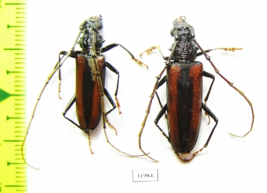 Cerambycidae sp., pair  Panama - INSECTS-STORE.RU